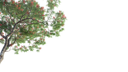 Dolonix regia tree corner 4k png cutout isolate