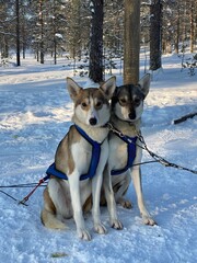 Zwei friedlich kuschelnde Alaska Huskies warten auf die nächste Schlittenfahrt in Lappland,...