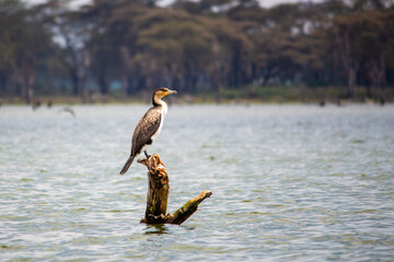 A white-breasted cormorant perched on a dead tree trunk in Lake Naivasha, Kenya