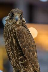 Portrait for hawks or falcon Qatar 2024