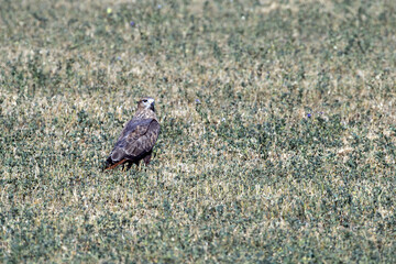 A falcon sitting in a field of flowers and grass and looking at the camera