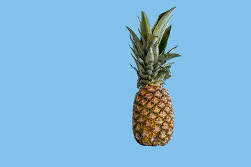 Side view of whole pineapple on a colored background. Ananas Fruit on a blue background with copy...