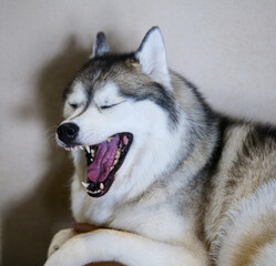 siberian husky puppy © 승현 제