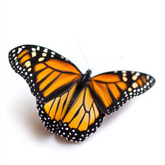 Fototapeta premium Monarch Butterfly Isolated On White