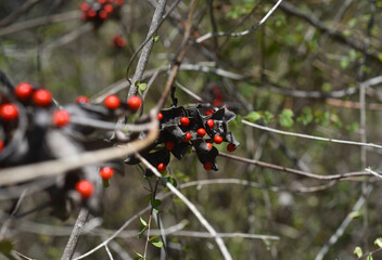  Abrus precatorius seed , close up 