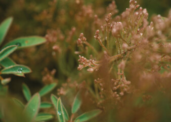 Close up of a pink plant