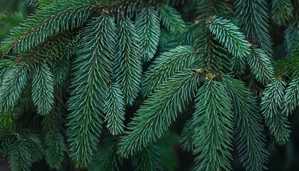 Beautiful Christmas Background with green fir tree brunch close up. Copy space, trendy moody dark toned design for seasonal quotes. Vintage December wallpaper. Natural winter holiday forest backdrop