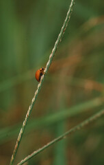 ladybug on grass