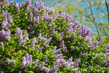 Obraz premium Purple lilac bush.