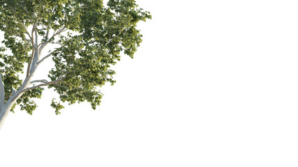Platanus tree corner 4k png cutout isolate