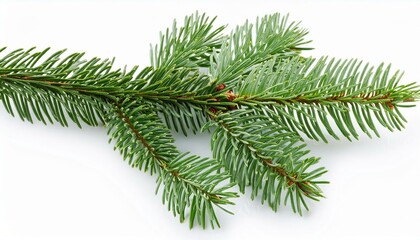 Obraz premium fir tree branch isolated on white