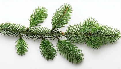 fir tree branch isolated on white