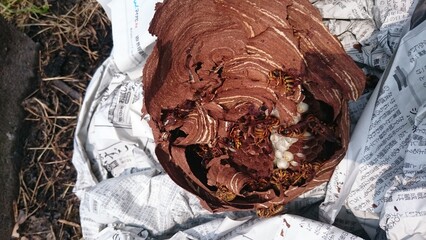 181)Japanese yellow hornet's nest in the attic on the second floor(Photo taken at 13:06 on july 29, 2015) vespa simillima xanthoptera