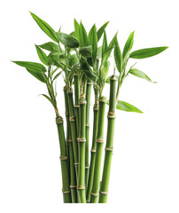 PNG Indoor vibrant green bamboo stalks