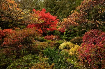 Vibrant autumn garden with colorful foliage and a serene pathway in a lush park