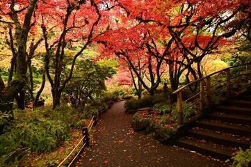 Naklejka premium Vibrant autumn garden with colorful foliage and a serene pathway in a lush park