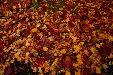 Vibrant display of autumn leaves in shades of red, orange, and yellow