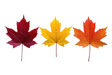 Fototapeta premium Colorful autumn leaves in red, yellow, and orange 