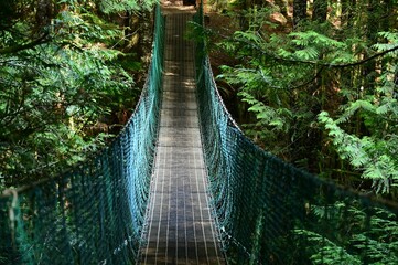Suspension bridge in a lush forest, surrounded by vibrant green foliage