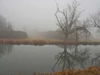A lone, bare tree is reflected in the still water of a canal on a foggy winter morning near Schleissheim Castle in Bavaria.