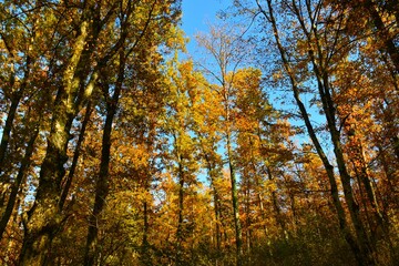 Colorful yellow and orange colored temperate, deciduous, broadleaf autumn colored forest