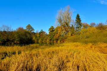 Field of reeds at Stržen river at Cerkniško Polje in Slovenia