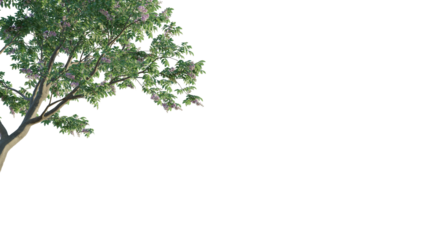 Lagerstroemia speciosa tree corner 4k png cutout isolate