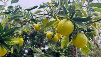 Oranges ripening on the tree in fall.