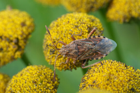 Closeup on a knapweed rhopalid bug, Stictopleurus abutilon, on a yellow Tansy flower