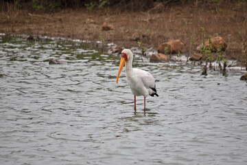 oiseau tantale dans le Parc National Kruger, Afrique du Sud
