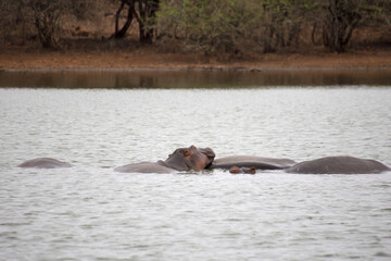 Fototapeta premium hippopotame immergé dans l