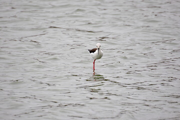 échasse blanche dans le Parc National Kruger, Afrique du Sud