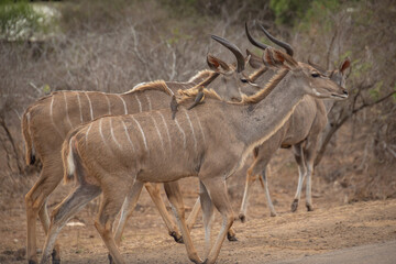 plusieurs koudous au parc kruger