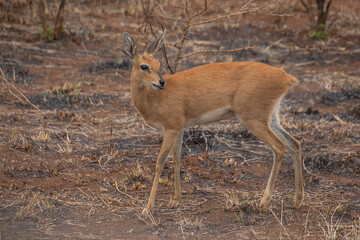 Impalas dans le Parc National Kruger, Afrique du Sud