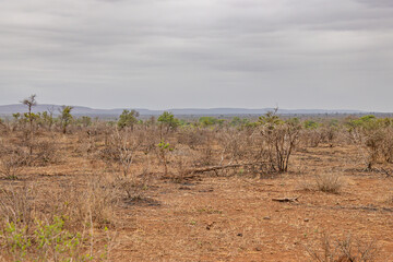 paysage du dans le Parc National Kruger, Afrique du Sud