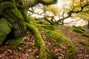 Stunning colorful Autumn Fall landscape during misty morning in Padley Gorge in Peak District