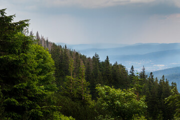 Serene Mountain Forest Landscape With Lush Greenery and Distant Hills Under a Cloudy Sky. 