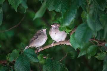 Two Fluffy Sparrows Perched Together on a Tree Branch Amidst Lush Green Leaves in a Serene Natural Setting