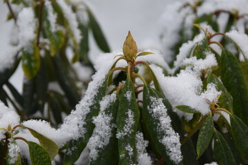 spitze eines schneebedeckten rhododendron mit knospe