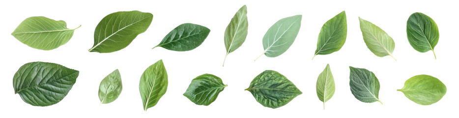 Obraz premium Top view of a flat lay set of green leaves, isolated on a white background