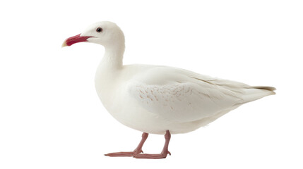 Natural white seagull, aquatic animal, isolated on white background