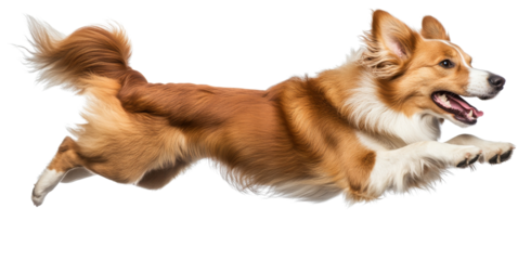 A dog leaping in the air with a biting gesture, isolated on white background