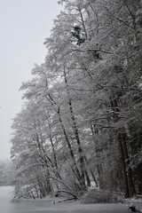 schneebedeckte bäume amn einem see
