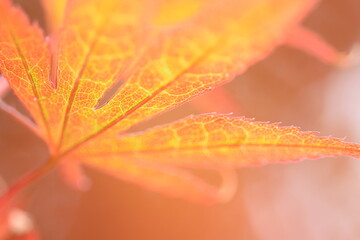 blatt vom fächerahorn im sonnenlicht