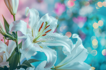 Fototapeta premium Close up of a white lily flowers bouquet with blue and pink colored flower bokeh background.
