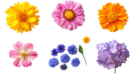 Set of garden flowers, isolated on white background