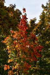 junger ahornbaum im herbst