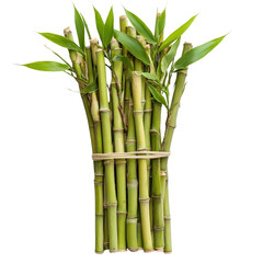 Fototapeta premium bamboo green sticks with leaves, isolated on white background