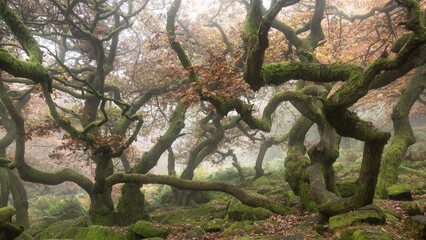 Stunning colorful Autumn Fall landscape during misty morning in Padley Gorge in Peak District