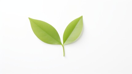 Fototapeta premium fresh green leaves arranged symmetrically on a white background.